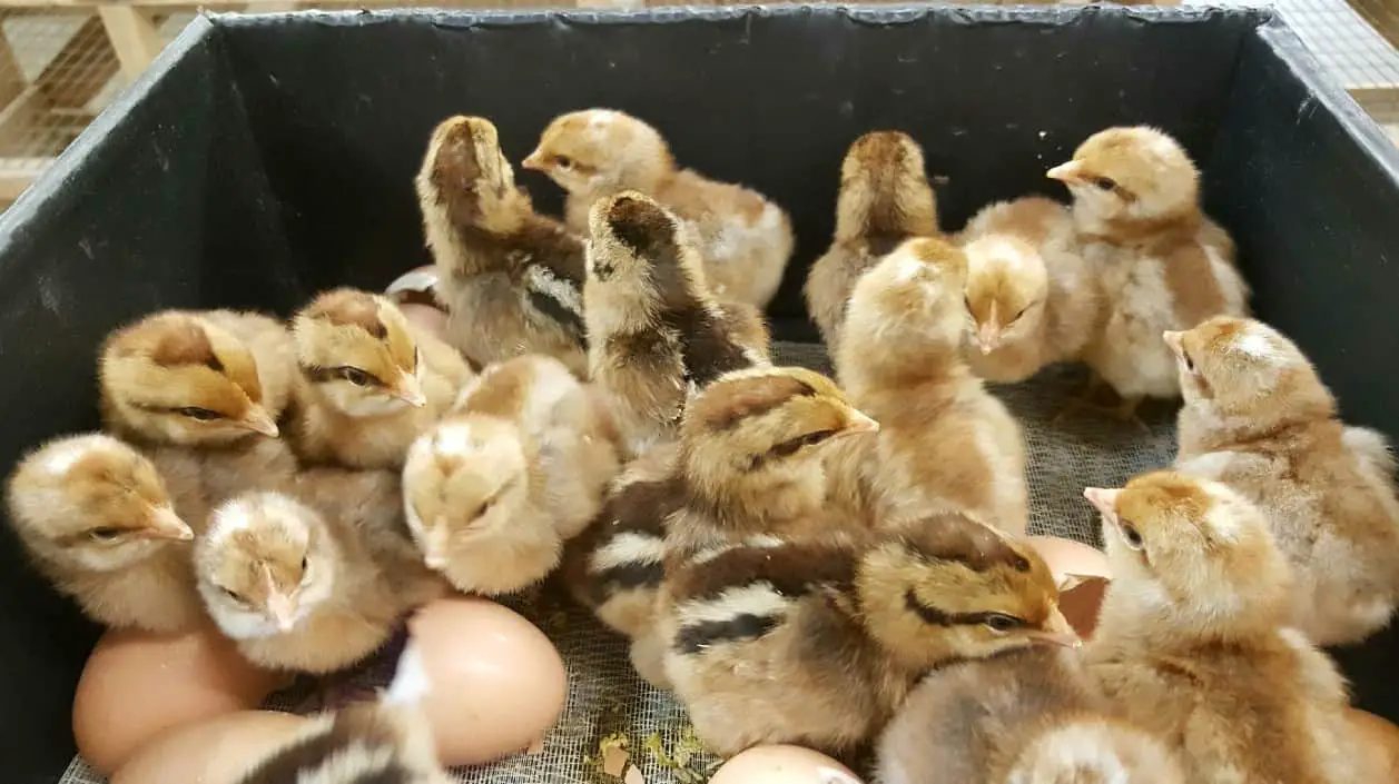 criaderos de pollos en georgia