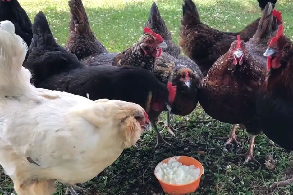 ¿A los pollos les gusta el yogur?