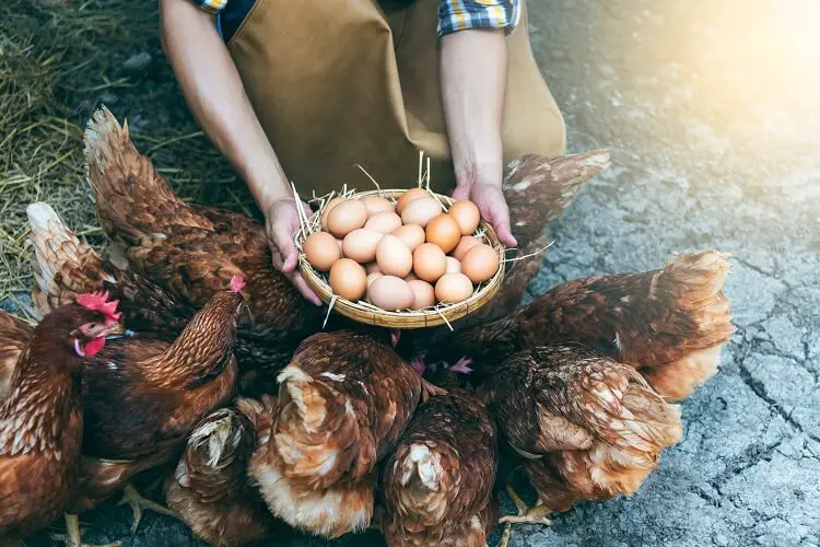 Huevos de gallina