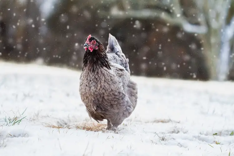 pollo en la nieve