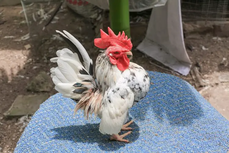 Pollo Serama De Malasia