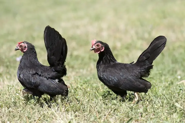 Pollos Serama Negro