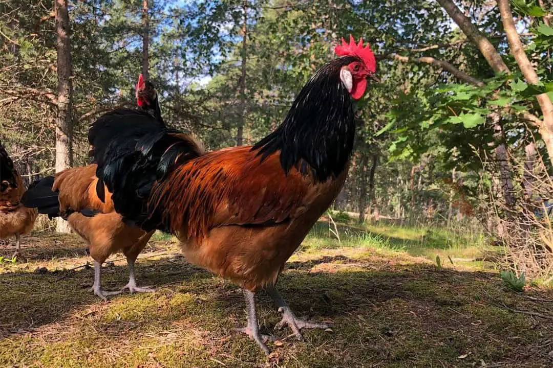 Pollo Vorwerk
