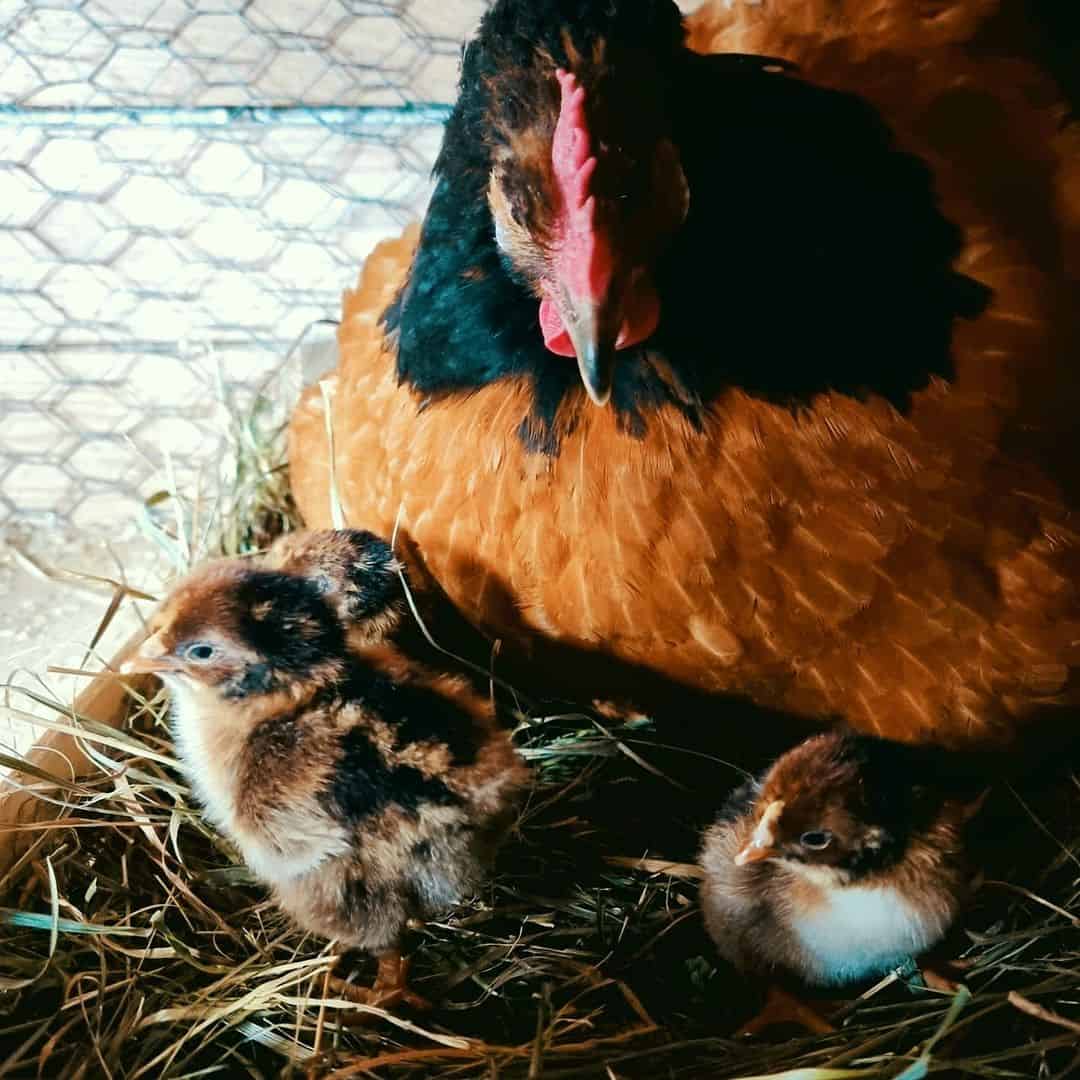 Capacidad de puesta de huevos de las gallinas Vorwerk