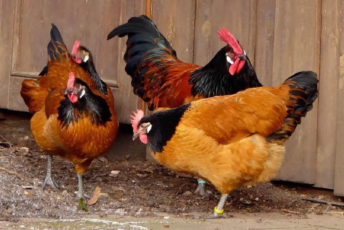 Alimentación de pollos Vorwerk