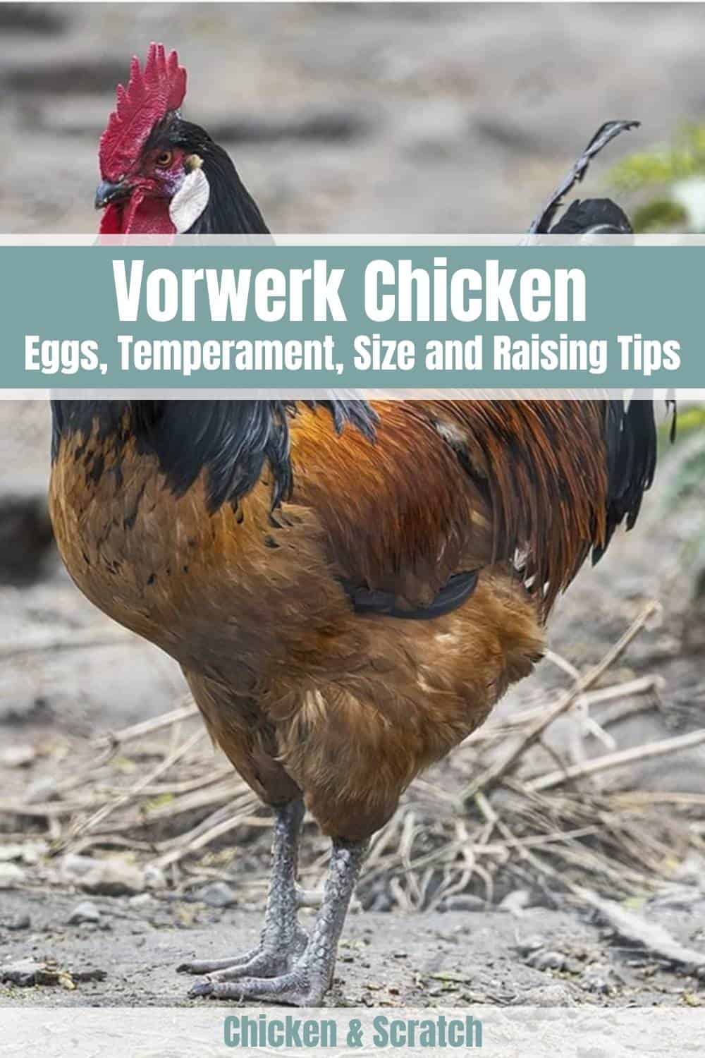 Huevo de gallina Vorwerk