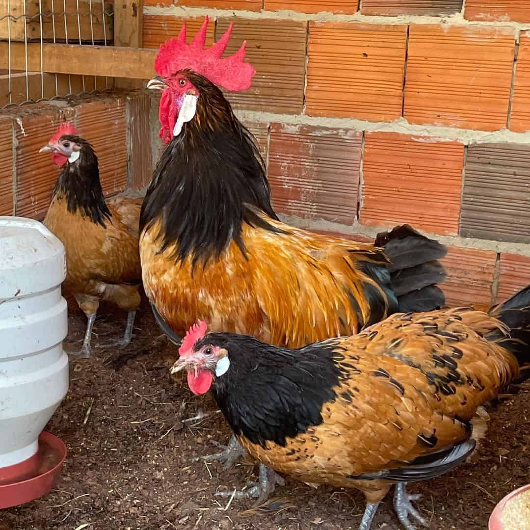 Pollos Vorwerk