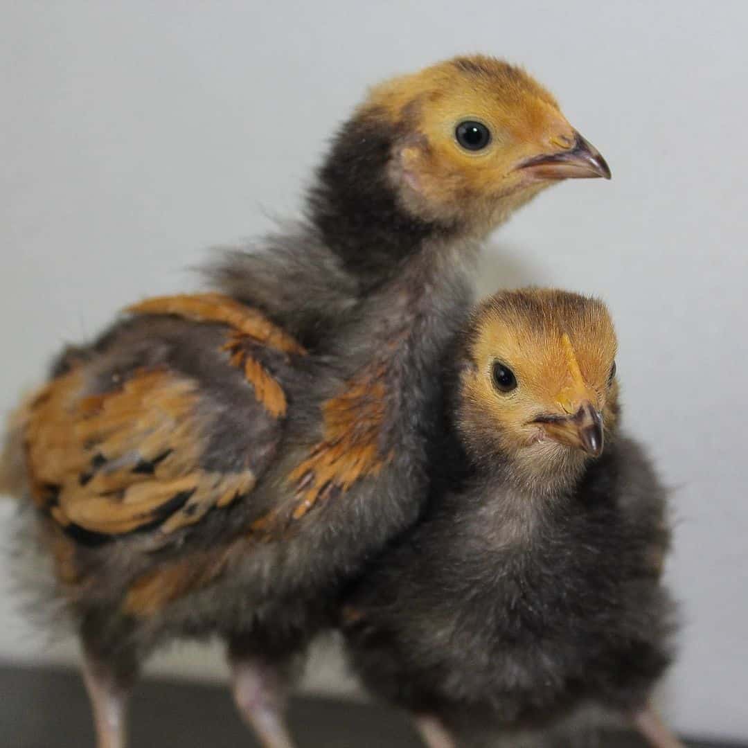 Cría de pollos Vorwerk