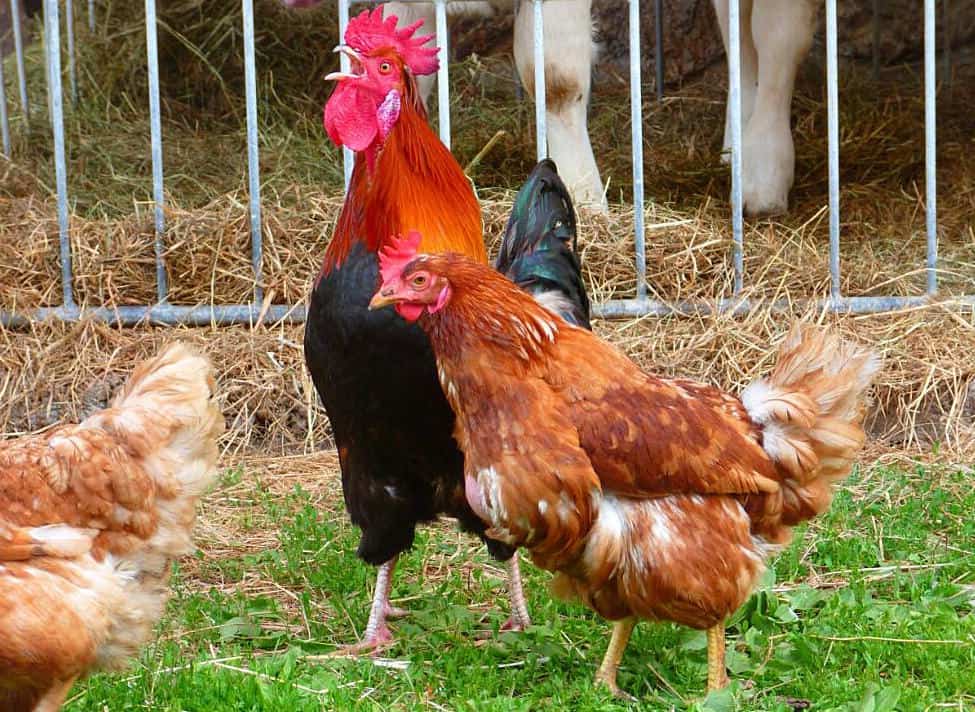 como hacer que un gallo deje de cantar