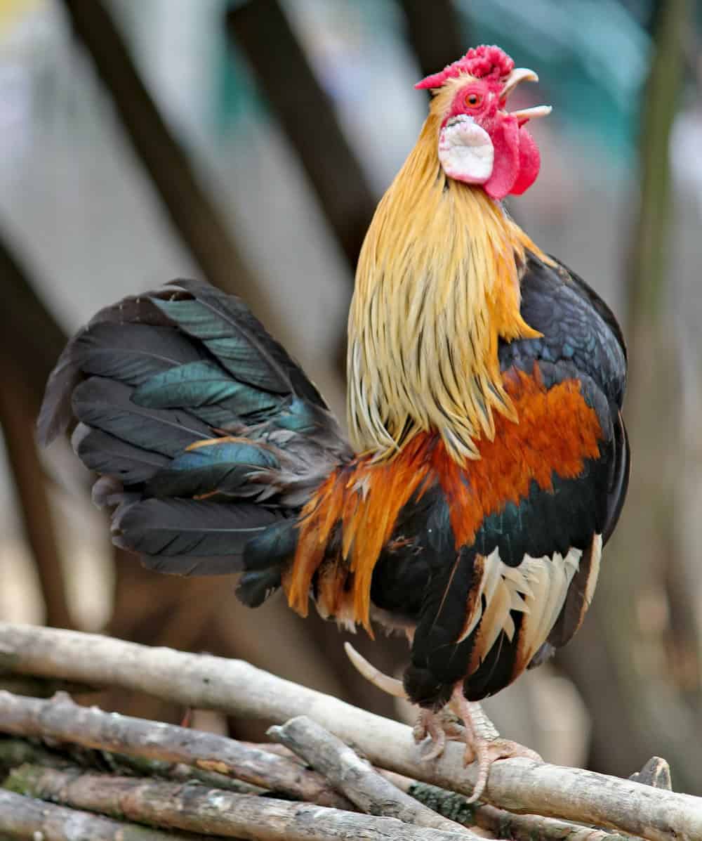 como evitar que los gallos canten