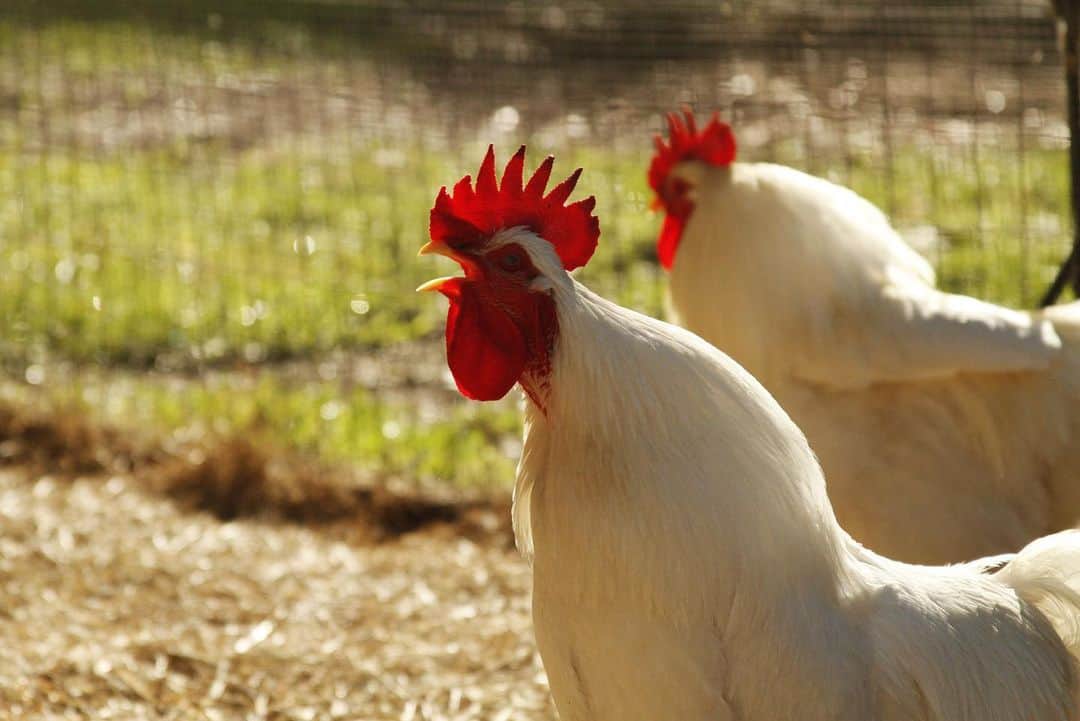 como haces para que un gallo deje de cantar