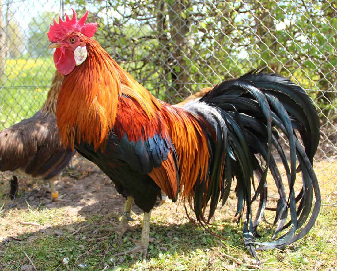 como evitar que un gallo cante todo el dia