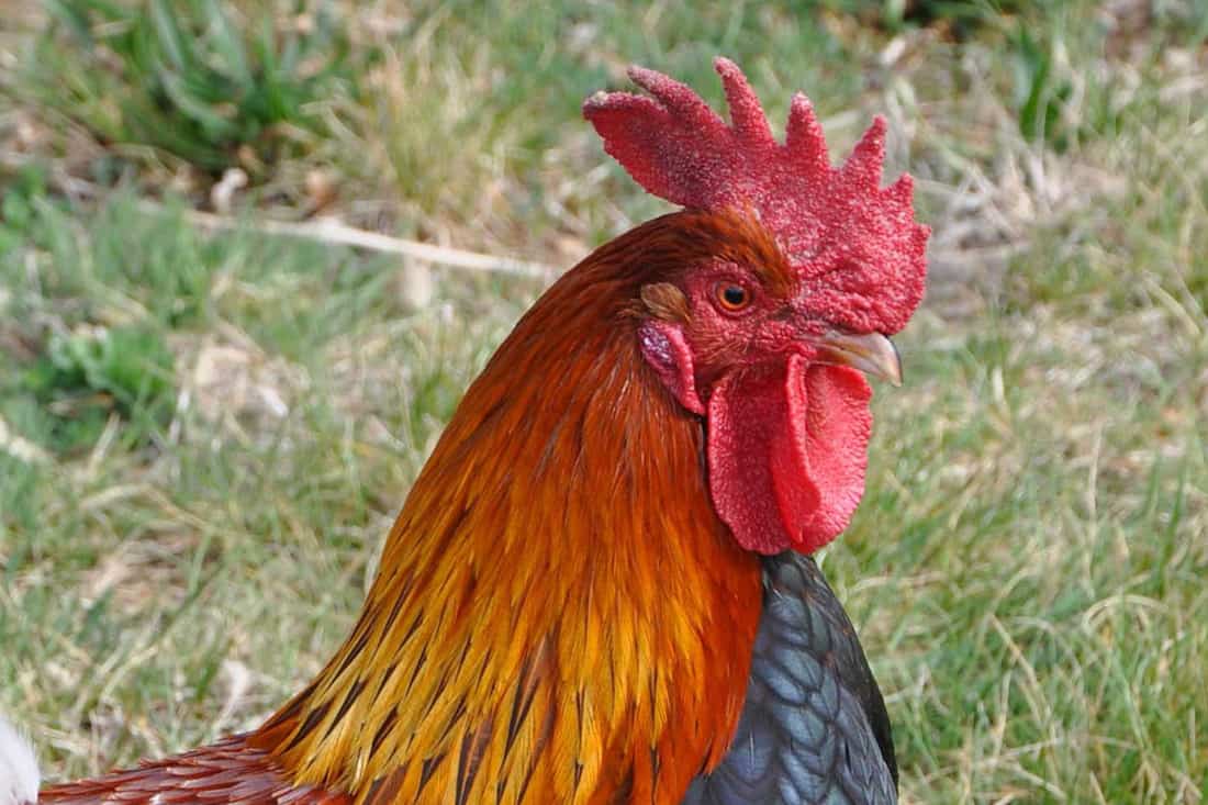 impedir que los gallos canten