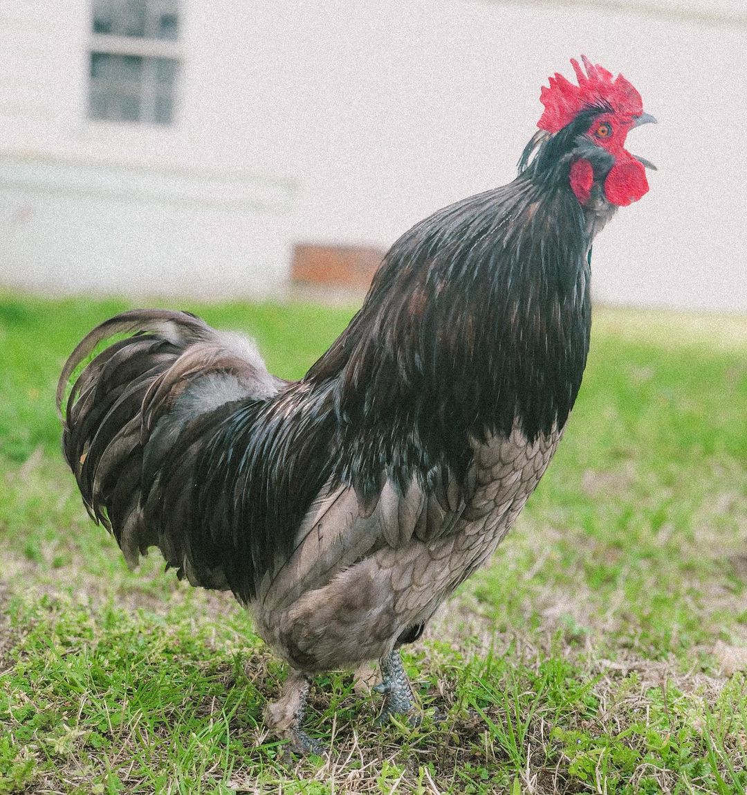 como evitar que el gallo cante
