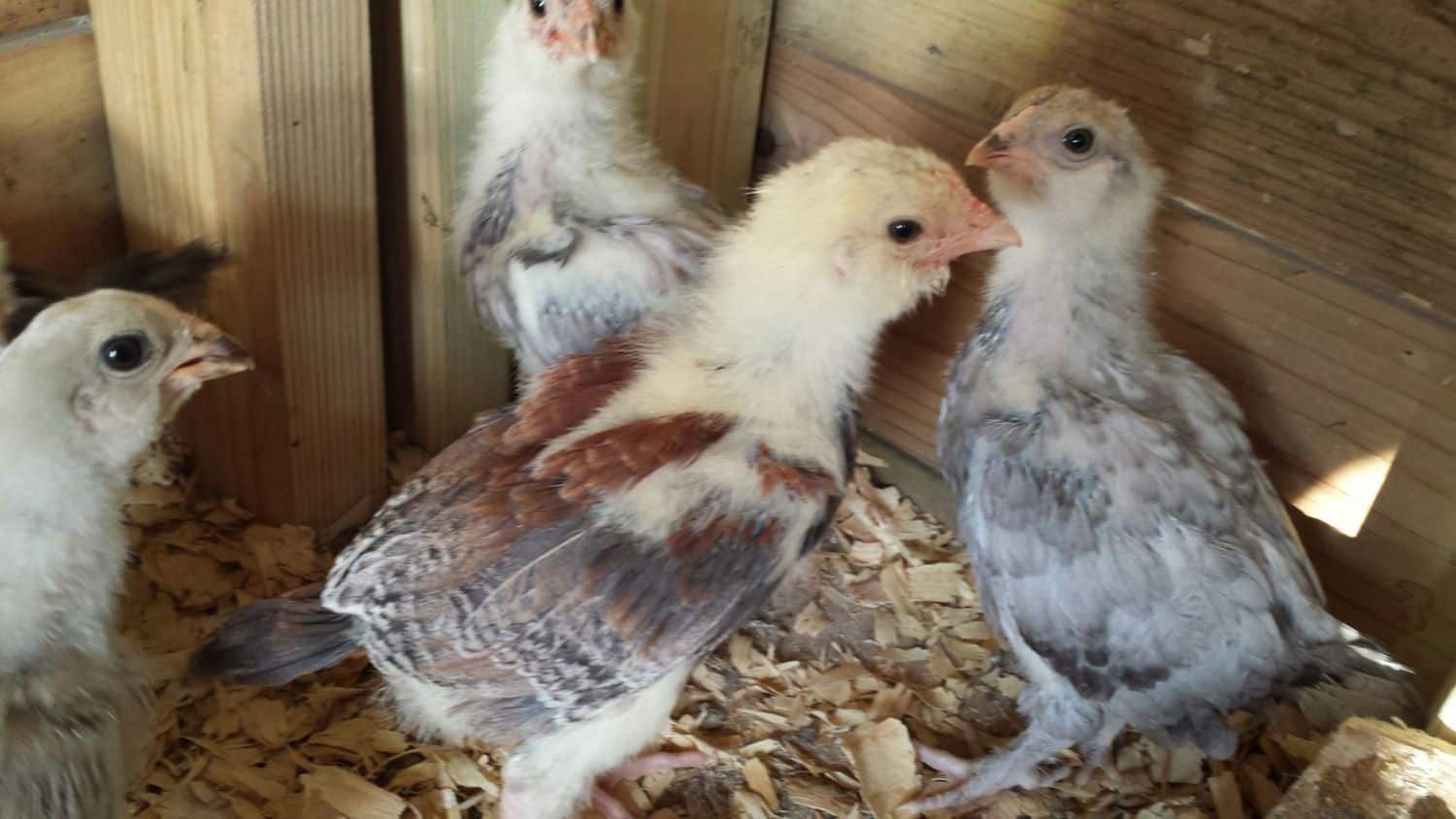 criaderos de pollitos en texas