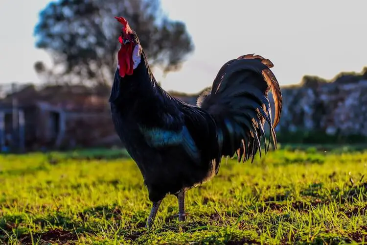 Pollo Negro Menorca