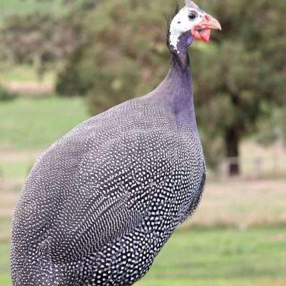 Gallina de Guinea