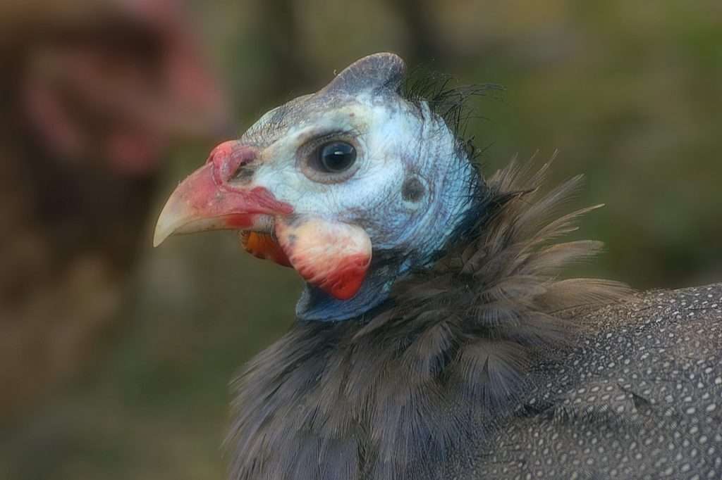 gallina de Guinea