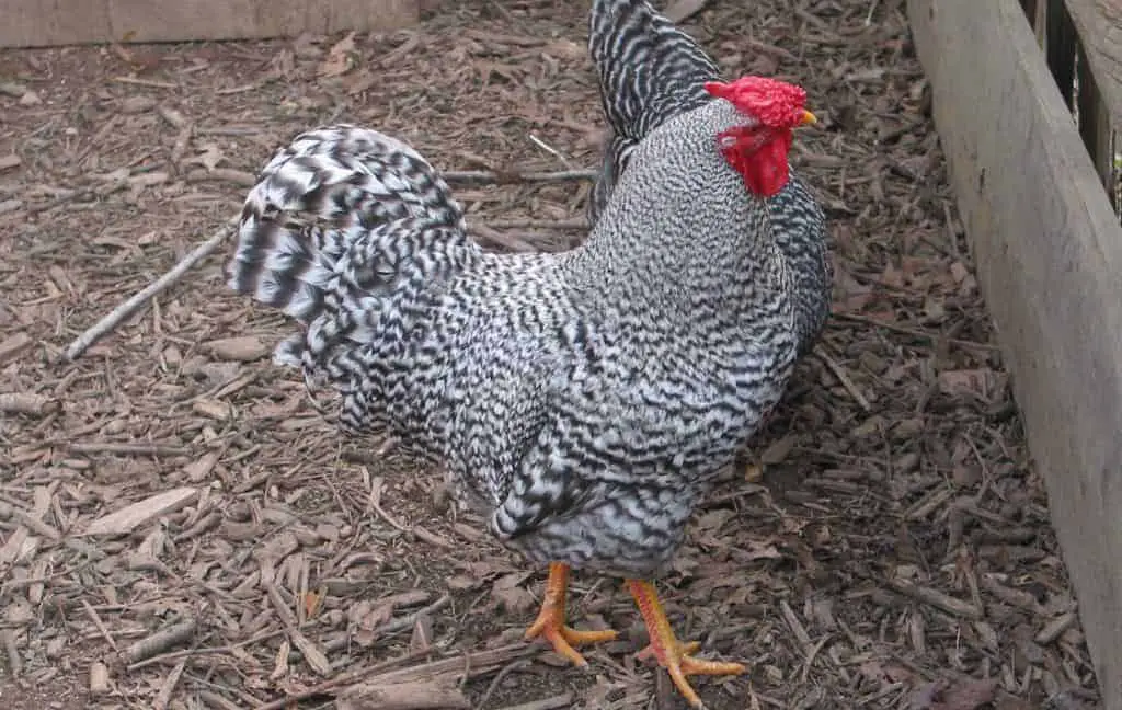 Las mejores gallinas ponedoras de huevos para climas fríos.