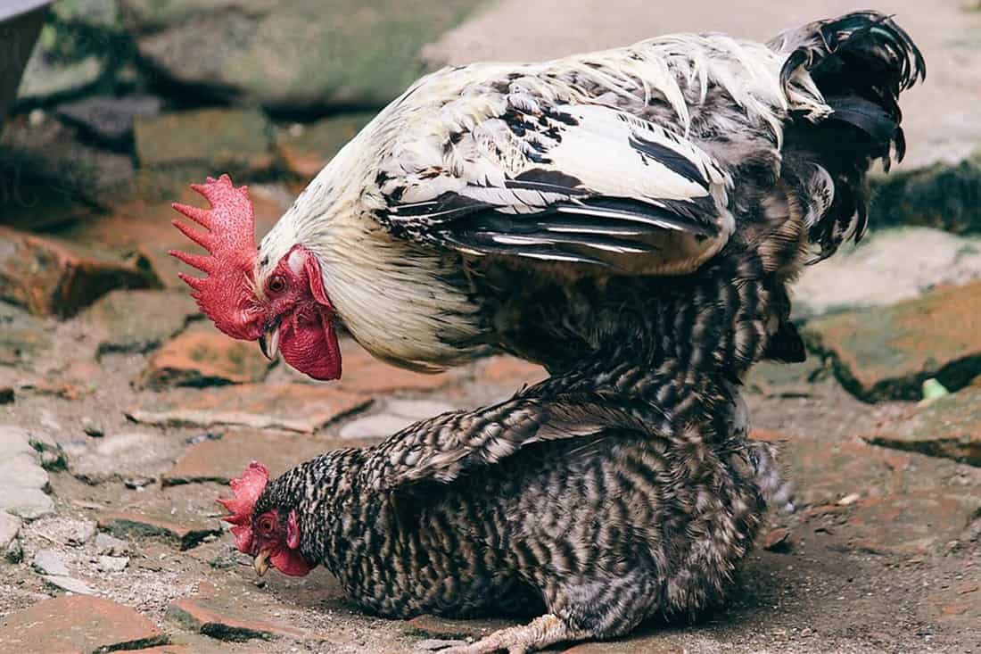 pene de gallos
