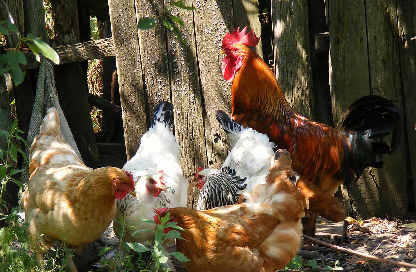 plumas de gallo