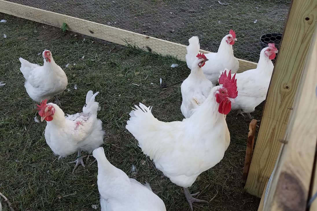 pene de pollo