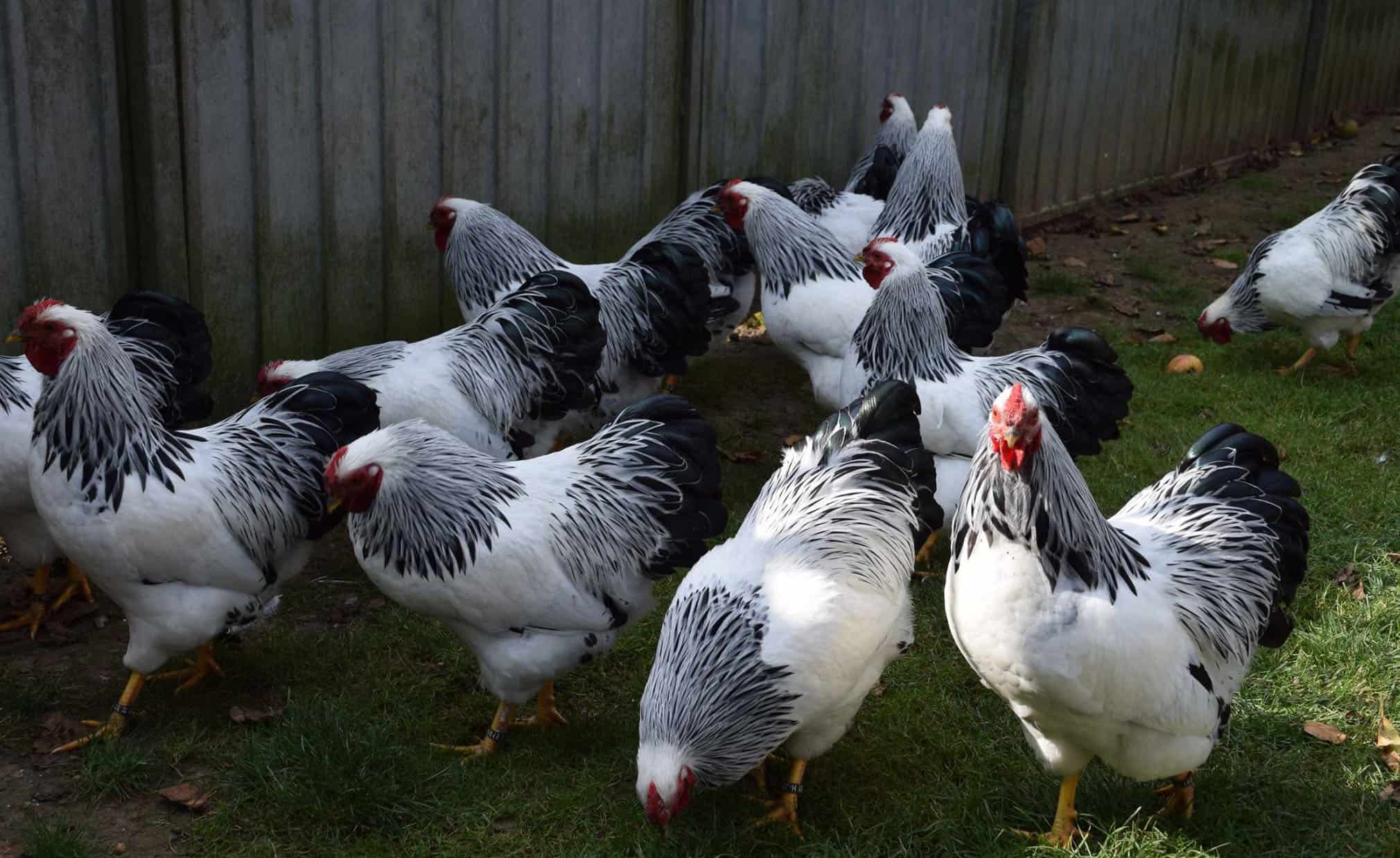 los gallos tienen pene