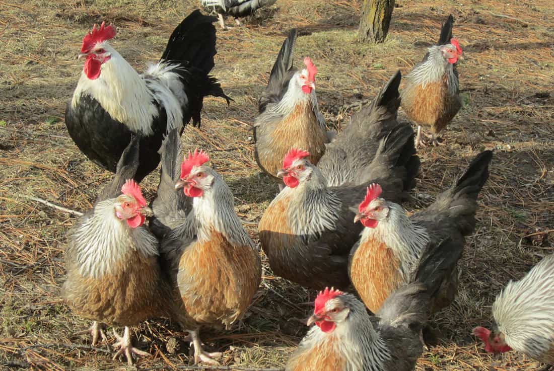 los gallos tienen polla