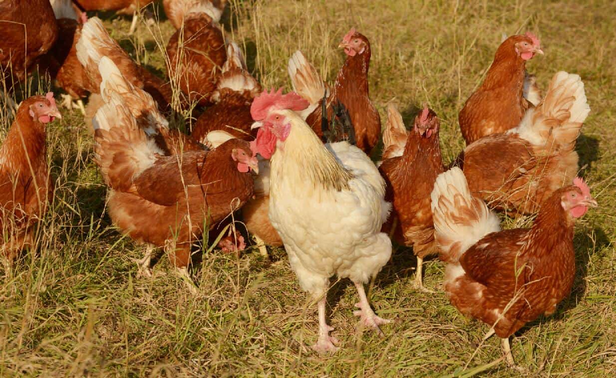 gallo gallo