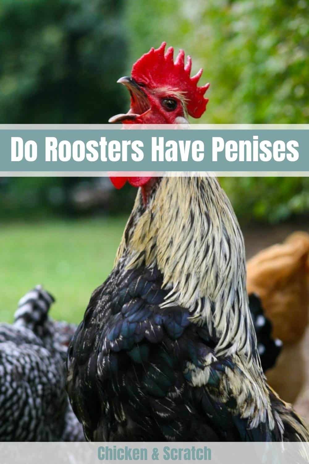 pene de gallo