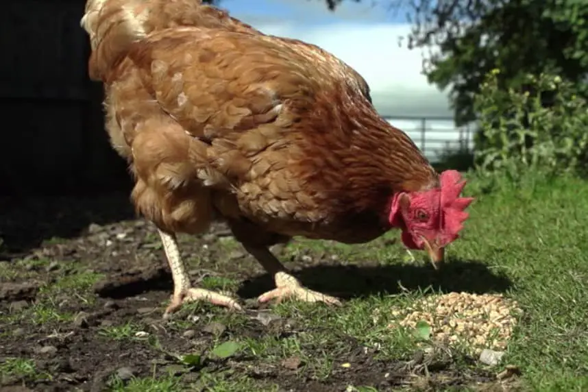 las gallinas pueden comer avena