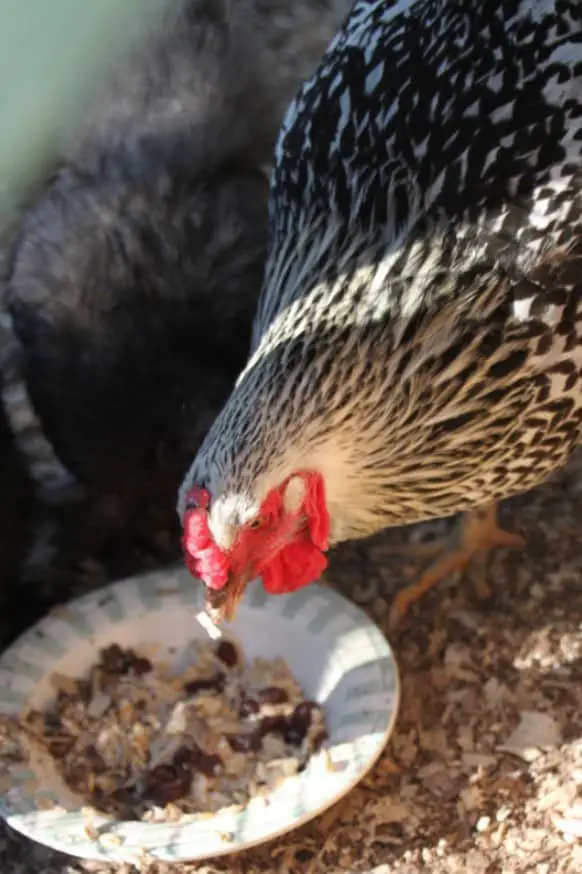 alimentar a los pollos con avena