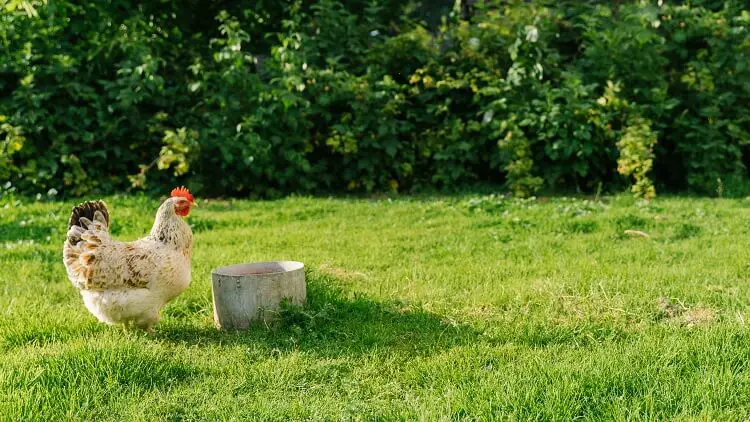 Bebedero de pollo de metal