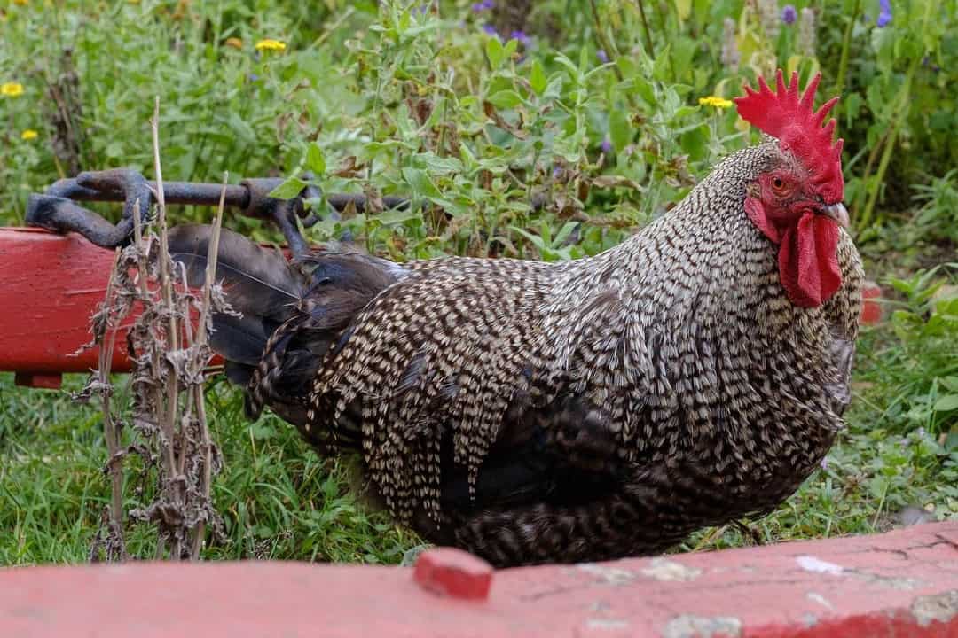 razas de gallinas escocesas