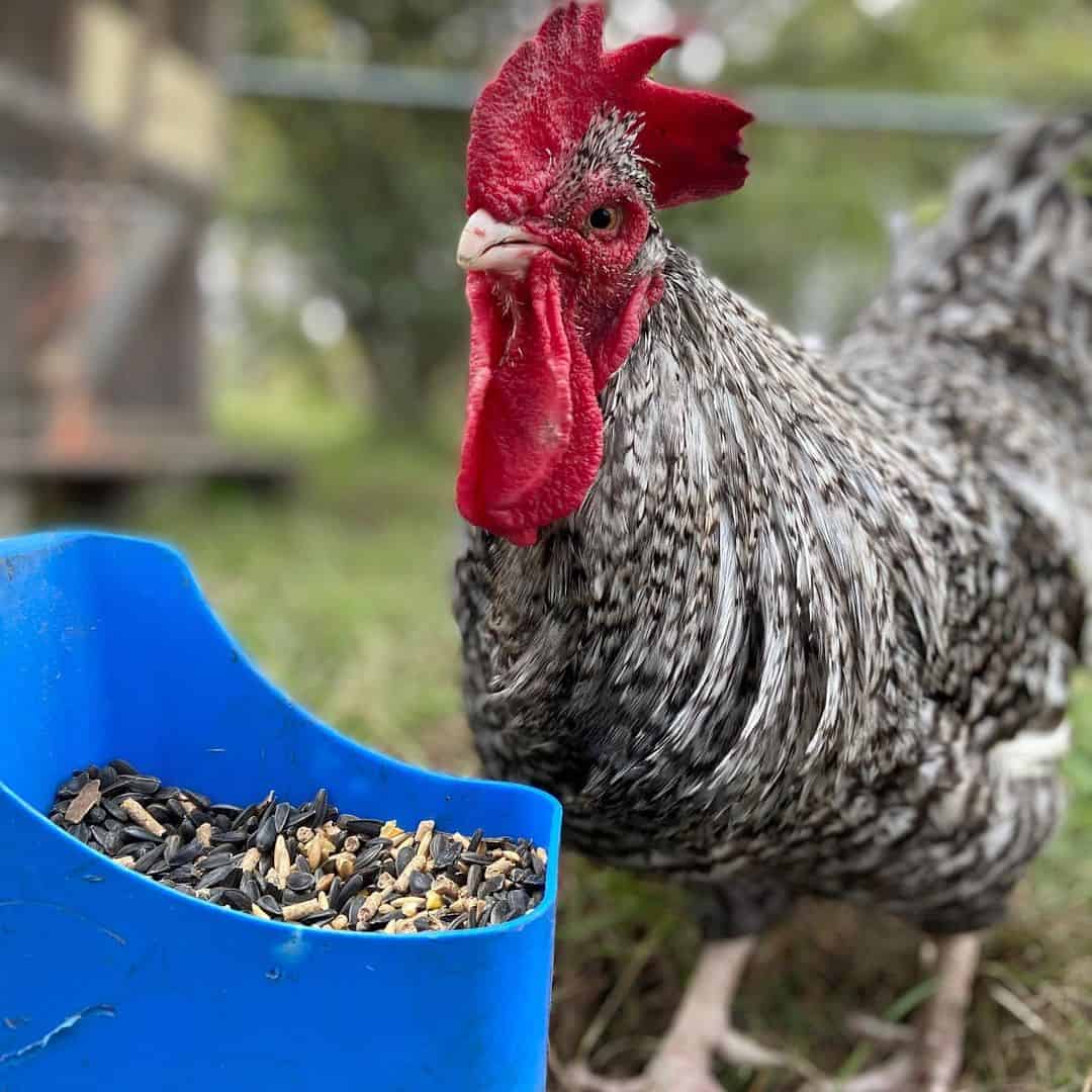 Pollos escoceses rechonchos a la venta en EE. UU.