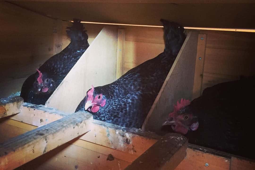 venta de gallinas escocesas regordetas