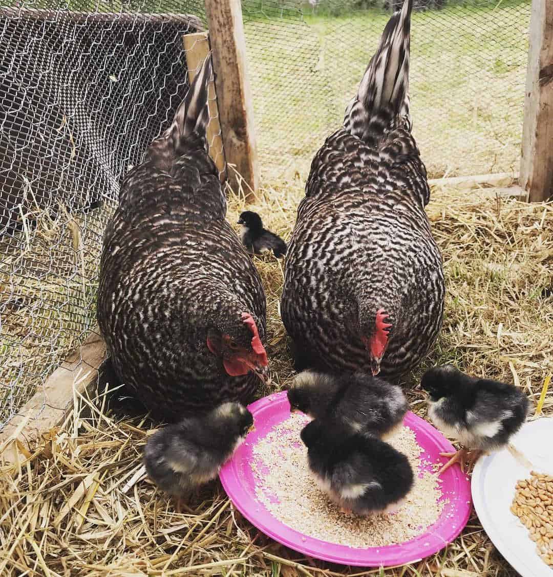pollo escocés