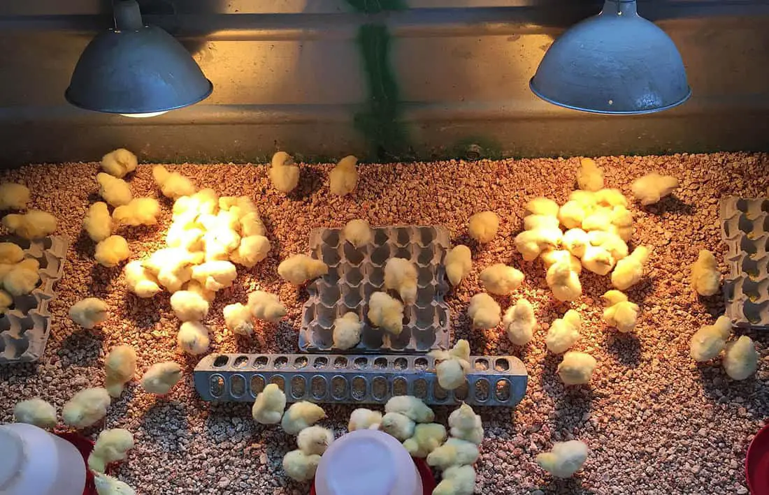 venta de pollos vivos en michigan