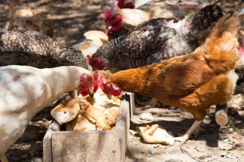 ¿Pueden los pollos comer pan mohoso?