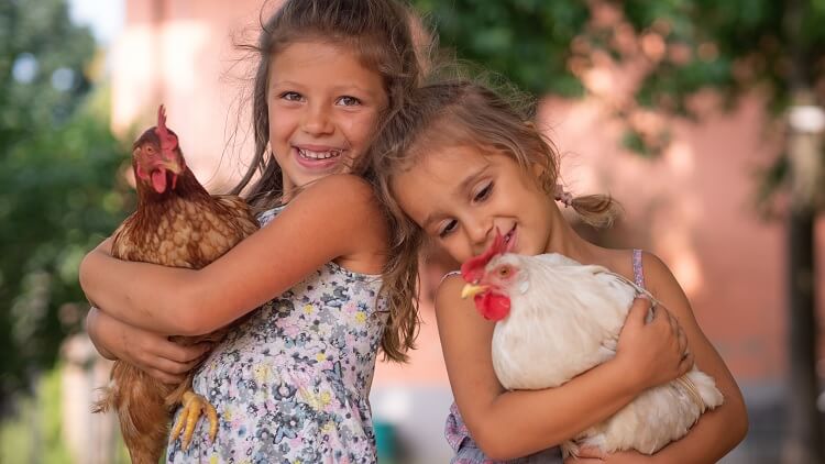 niños, tenencia, pollos