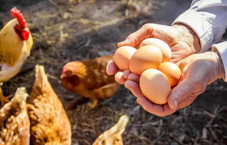 sosteniendo huevos de gallina
