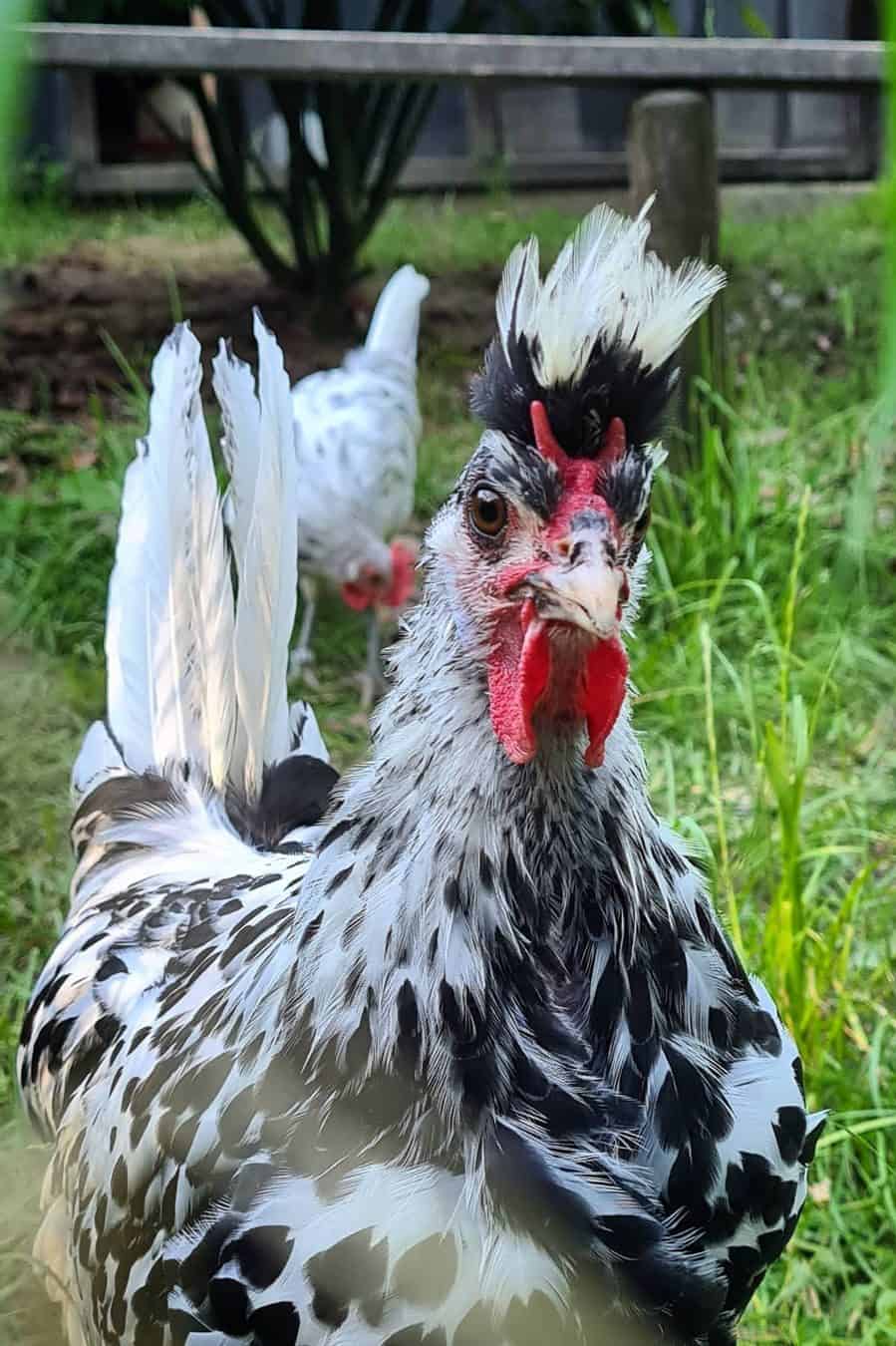 gallo spitzhauben