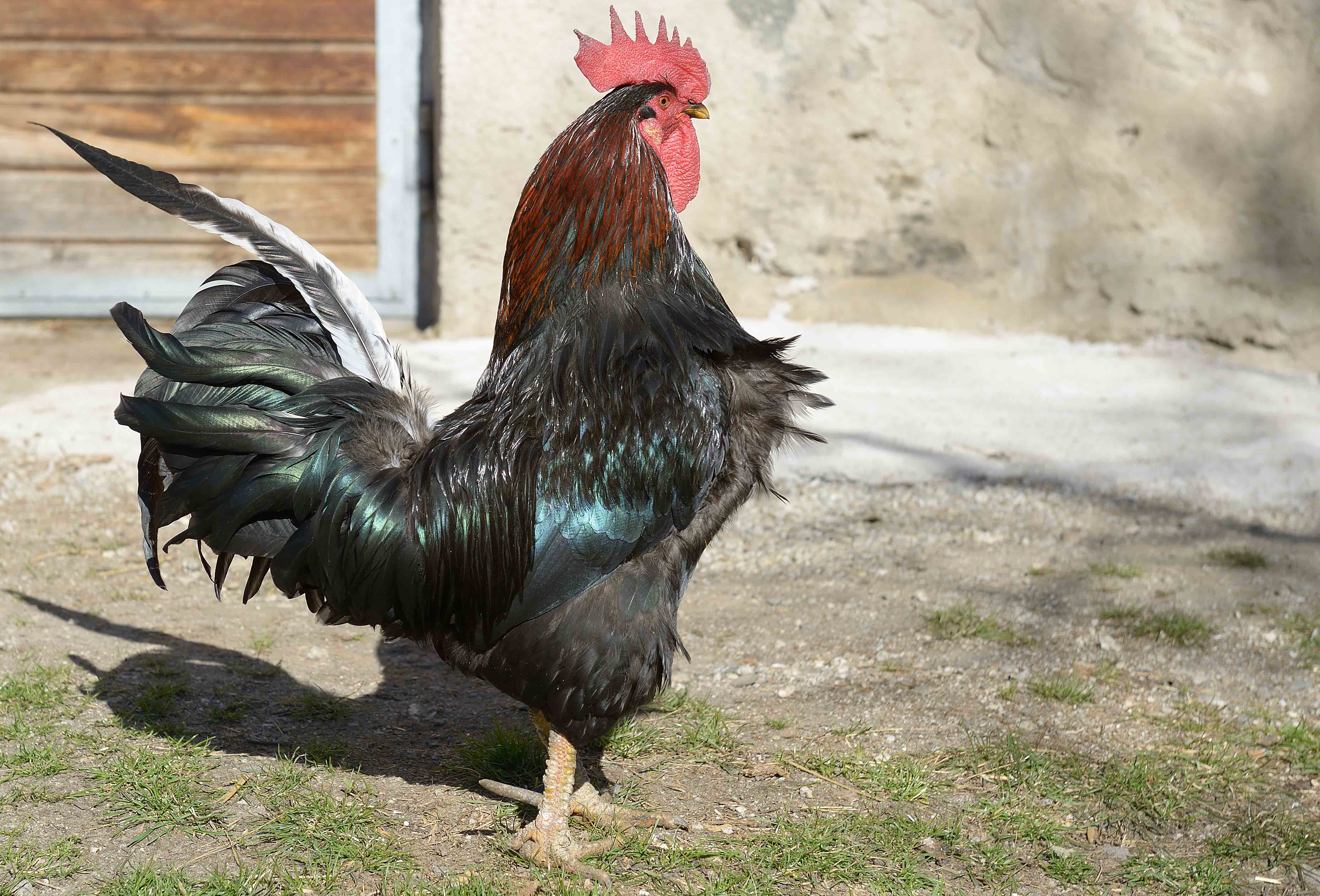 Razones para tener gallos
