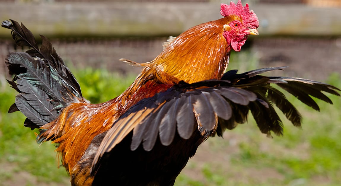 deshacerse de los gallos