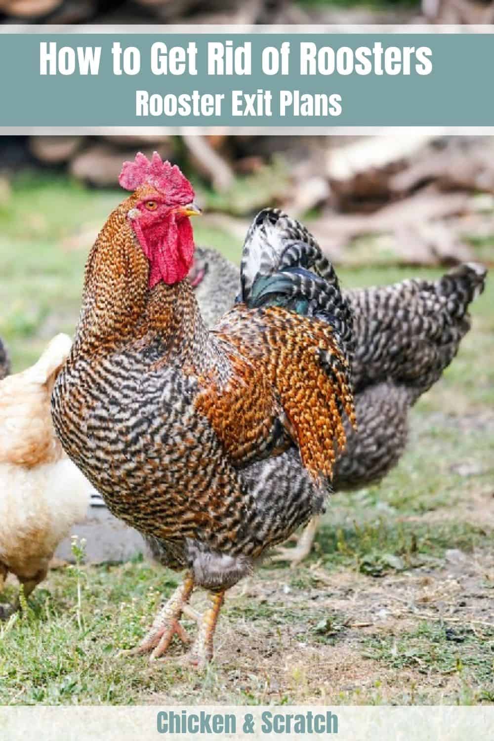 Cómo deshacerse del gallo