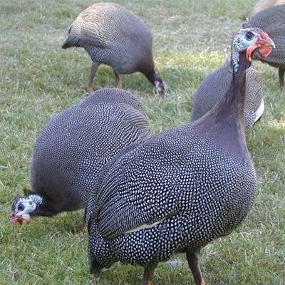 Tenencia de gallinas de Guinea