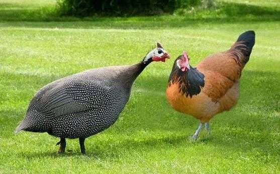Cría de gallinas de Guinea