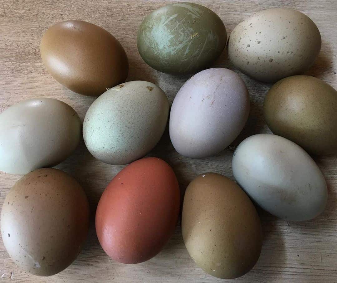 huevos de oliva
