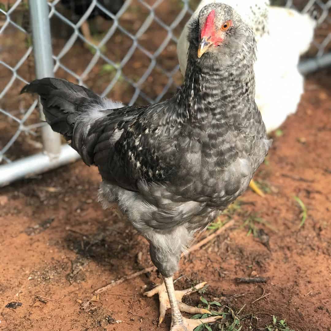 pollos egger al olivo