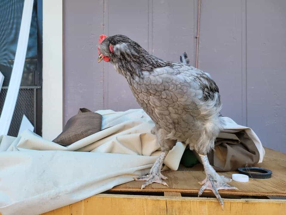 pollitos de huevo de oliva
